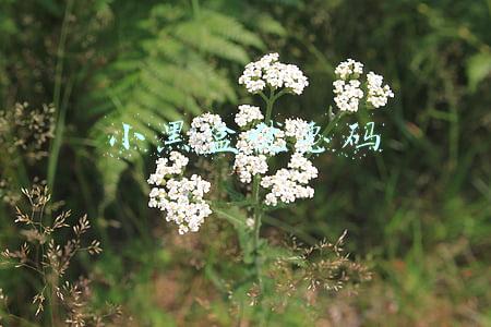 小黑盒优惠码