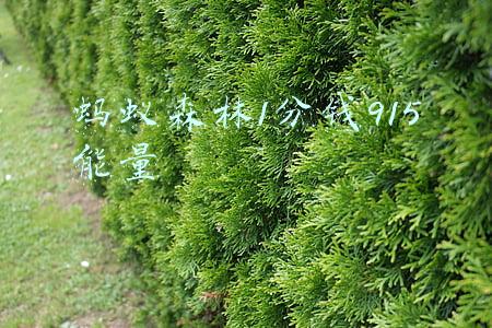 蚂蚁森林1分钱915能量