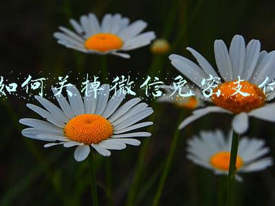 如何关掉微信免密支付华为手机(老年人学手机教程（三）61一90集)