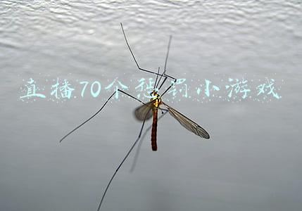直播70个惩罚小游戏