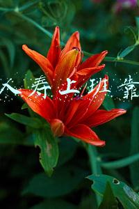 中国人寿上班靠谱吗