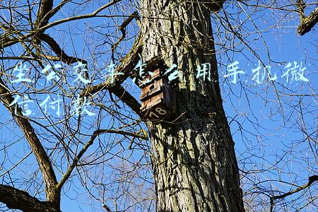 微信能坐公交车吗(“随申码”三码整合后可乘公交坐地铁！刷码乘车最高可领10元乘车券....)
