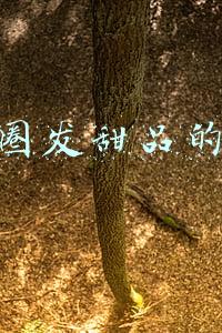 朋友圈发甜品的说说