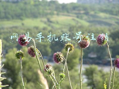 网易手机账号注销后游戏有影响吗(《网易云音乐》账号注销方法)