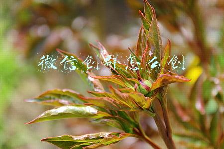 微信创群怎么创