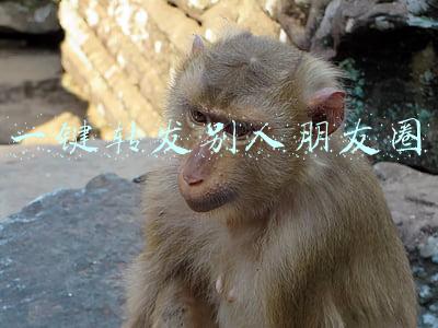 一键转发别人朋友圈