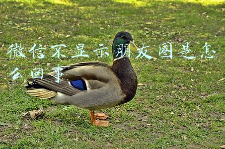 一个人的微信不显示朋友圈是怎么回事(为什么看不了他的朋友圈了？)