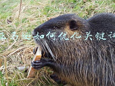 亚马逊如何优化关键词