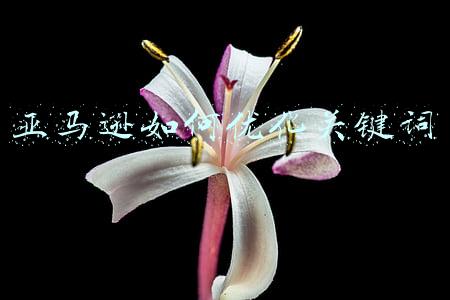 亚马逊如何优化关键词
