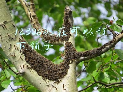 12306现在可以订下铺了