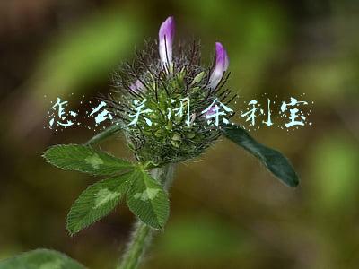 怎么关闭余利宝