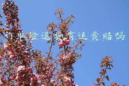 订单险退货有运费赔吗