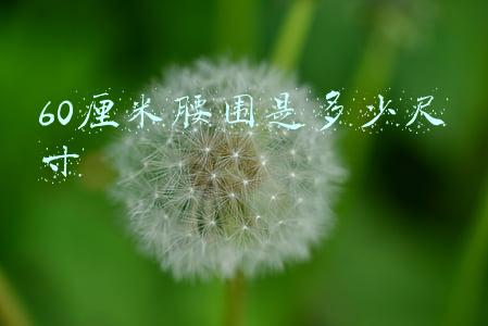 60厘米腰围是多少尺寸