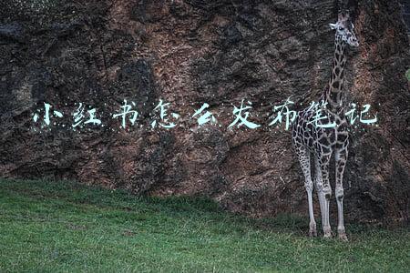 小红书怎么发布笔记