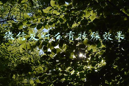 微信发什么有特殊效果