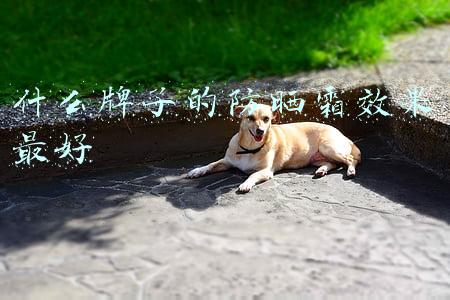 什么牌子的防晒霜效果最好
