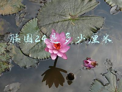 腰围24是多少厘米