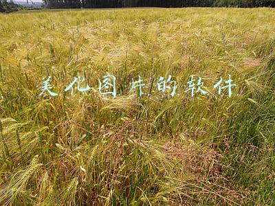 美化图片的软件