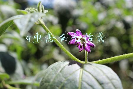 q币怎么充话费