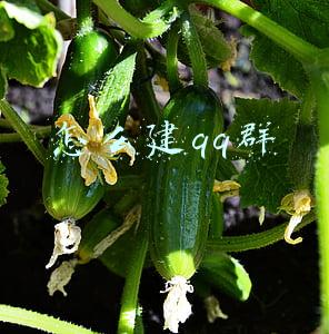 怎么建qq群