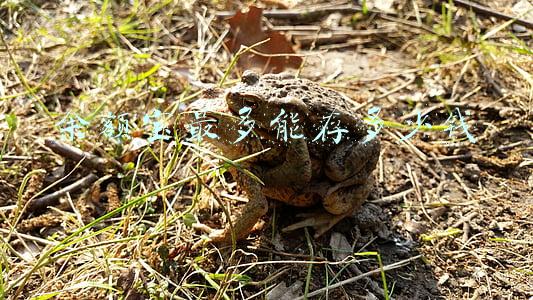 余额宝最多能存多少钱