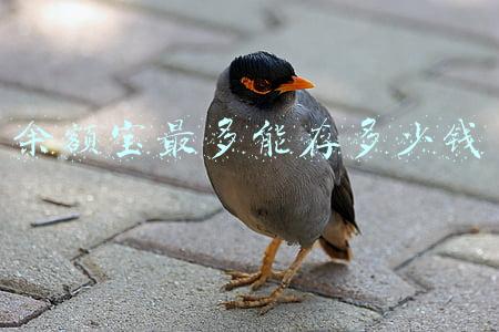 余额宝最多能存多少钱
