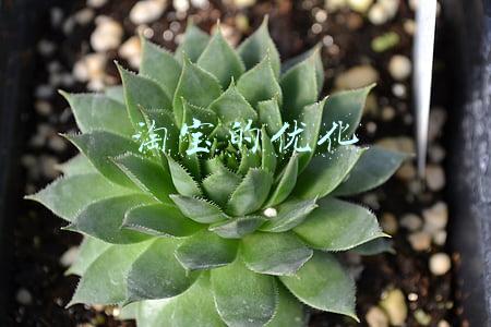 淘宝的优化