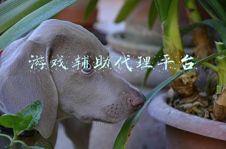 游戏辅助代理平台一块钱一天(揭秘游戏代理骗局)