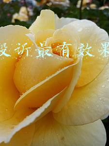 快递投诉最有效果的办法