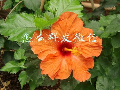 怎么群发短信给所有人(短信营销如何群发短信才效果好)