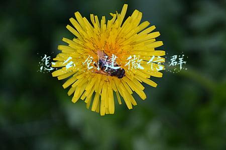 怎么创建微信群,自己当群主(微信群（上）——如何建群、修改群名、拉人进群)