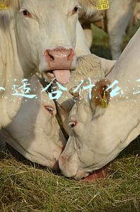保湿面膜 一叶子(从“新鲜补水”到“鲜活抗氧”，一叶子面膜全系布局)