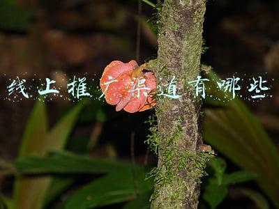 线上推广渠道有哪些