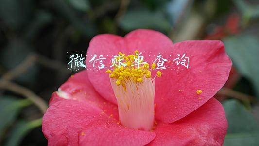微信账单查询导出(微信隐藏技能：一键导出“微信支付”账单，渣男删了也能查)