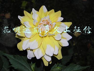 花呗逾期多久上征信