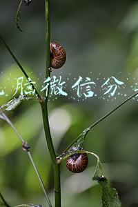 电脑微信分身