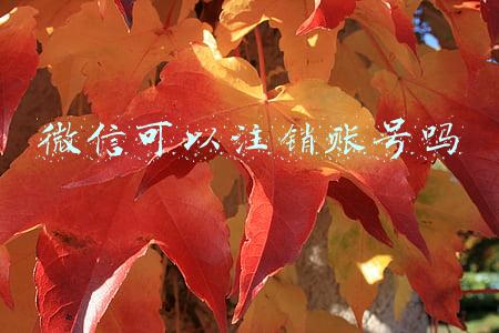 微信可以注销账号吗