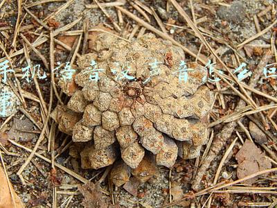 手机语音没声音怎么回事