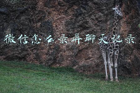 苹果12微信怎么录屏聊天记录(苹果手机怎么录微信聊天记录？具体步骤是什么？)