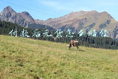 付款后没货怎么赔偿(网购付款却未收到货找谁赔偿)