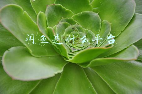 闲鱼是什么平台