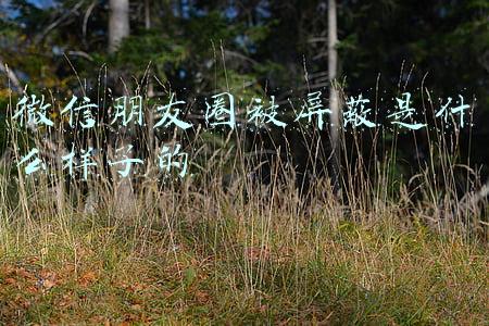 微信朋友圈被屏蔽是什么样子的2021(二胎后，2021年的朋友圈被我屏蔽了)