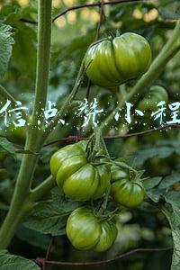 微信点赞小程序
