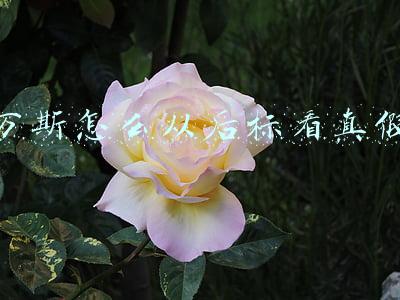万斯怎么从后标看真假 万斯怎么从后标看真假