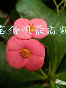 支付宝借呗最高额度是多少