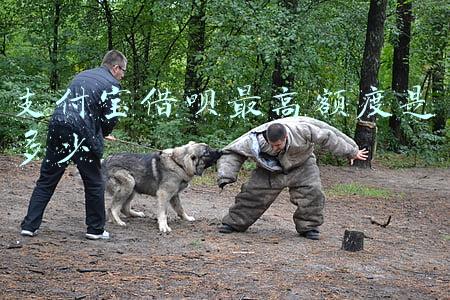 支付宝借呗最高额度是多少