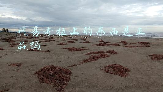 网易考拉上的东西是正品吗