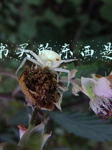 小红书买的东西是正品吗
