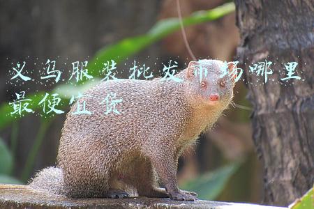义乌服装批发市场哪里最便宜货