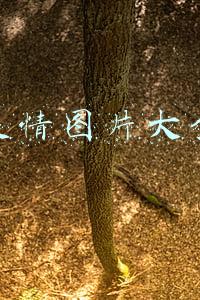 微信表情图片大全动态
